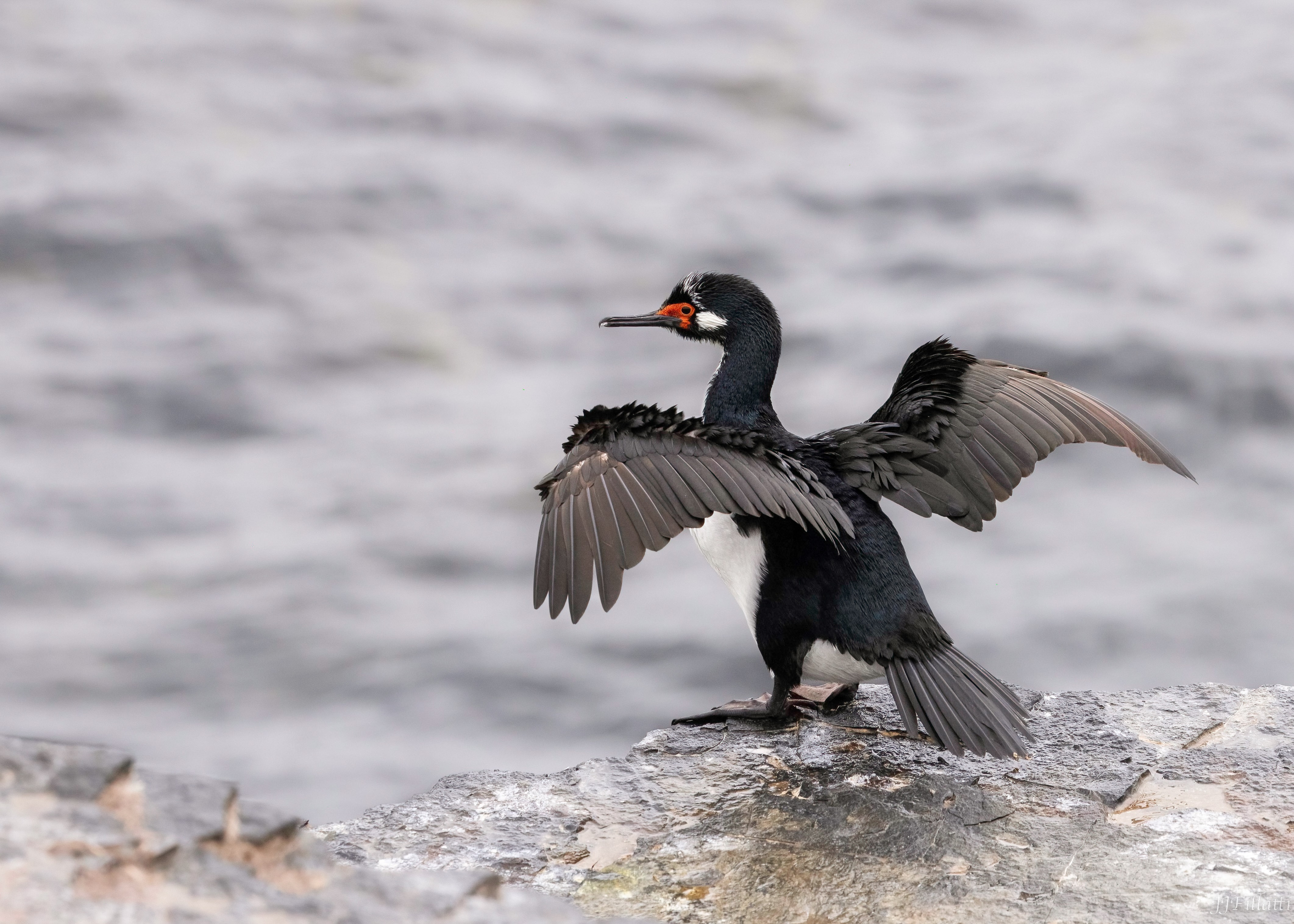 bird of the falklands image 71